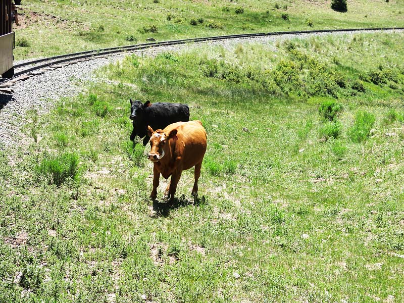 Open Range Country