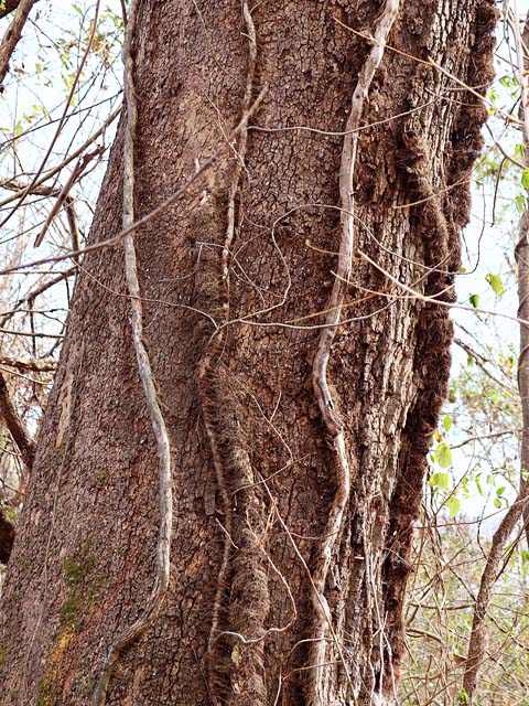 Entwined Trunk