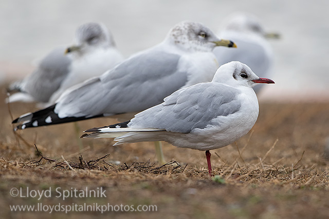 Black-headed Gull