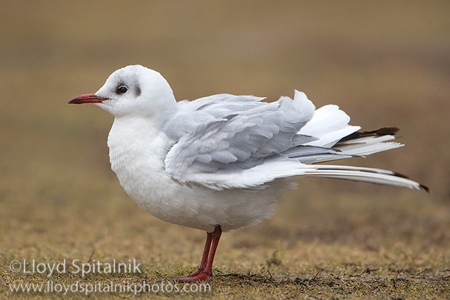 Black-headed Gull
