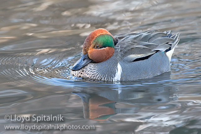 Green-winged Teal