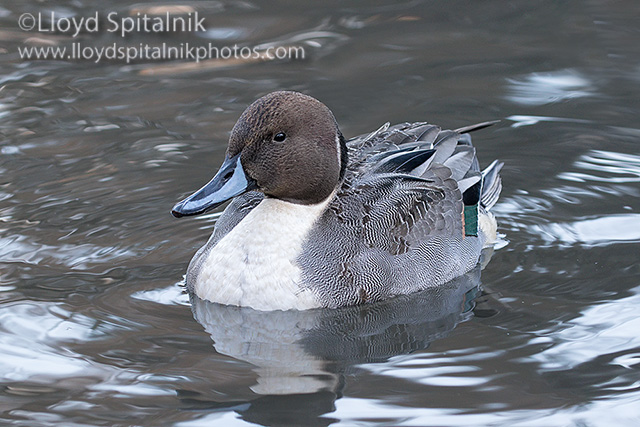 Northern Pintail