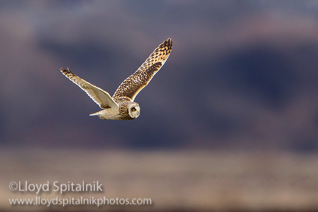 Short-eared Owl