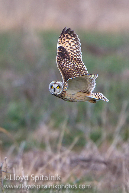 Short-eared Owl