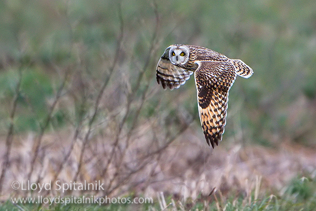 Short-eared Owl