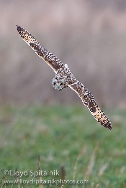 Short-eared Owl
