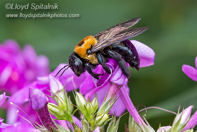 Eastern Carpenter Bee