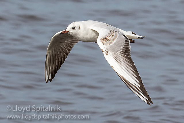 Black-headed Gull