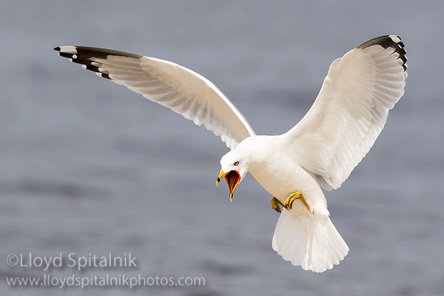 Ring-billed Gull