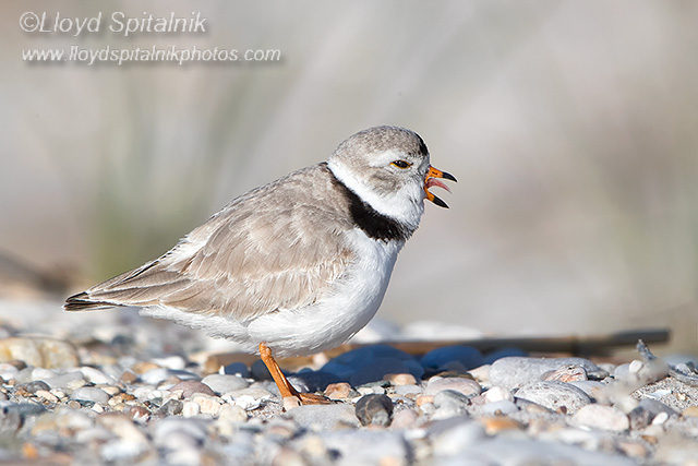 Piping Plover