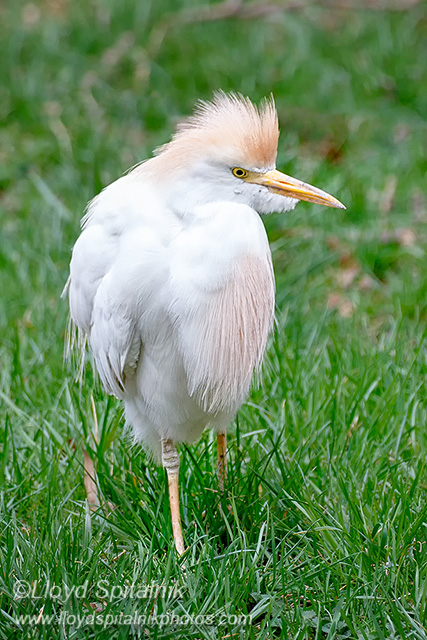 Cattle Egret