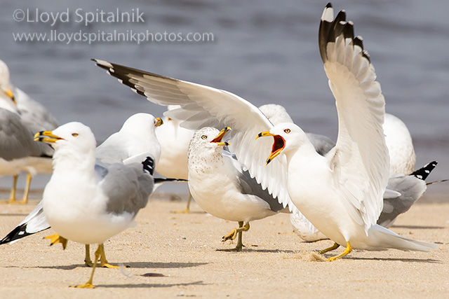 Ring-billed Gull