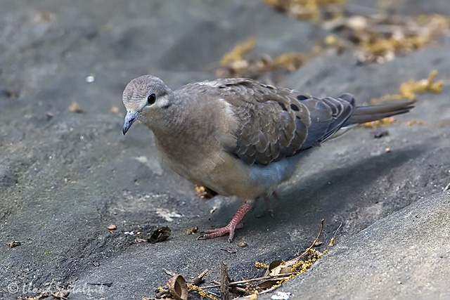 Mourning Dove