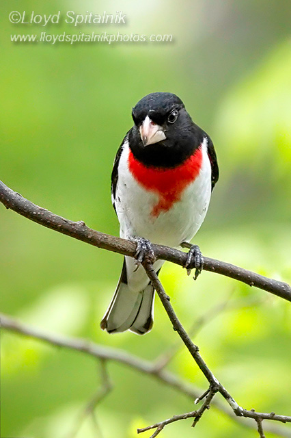 Rose-breasted Grosbeak