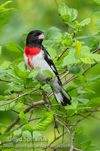 Rose-breasted Grosbeak