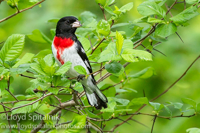 Rose-breasted Grosbeak
