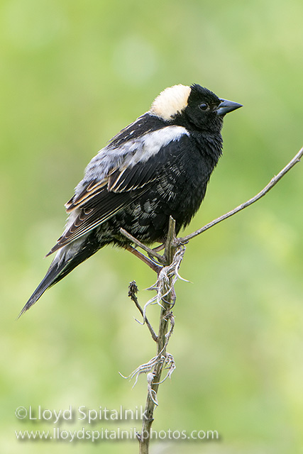 Bobolink