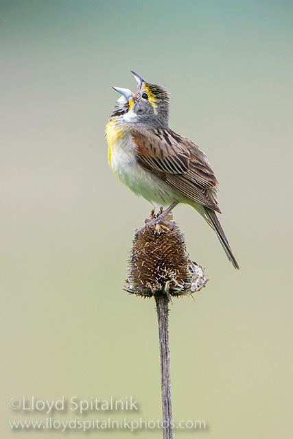 Dickcissel