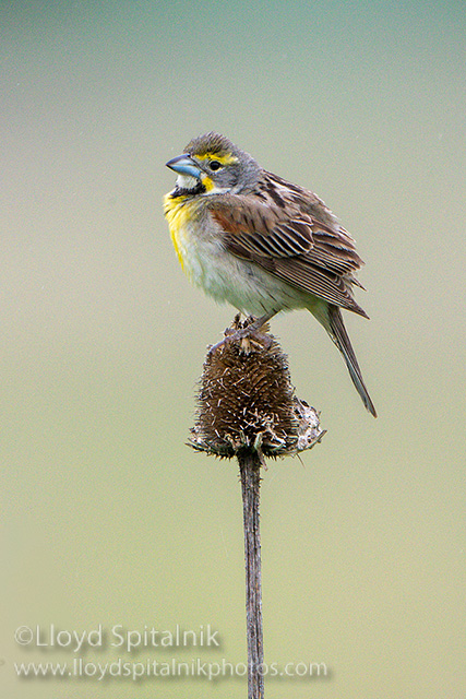 Dickcissel