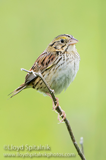 Henslows Sparrow
