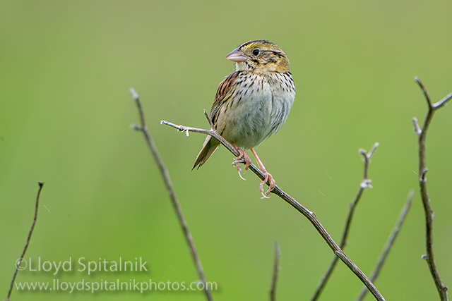 Henslows Sparrow