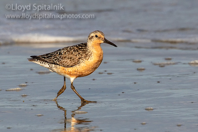 Red Knot