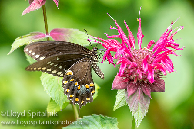 Spicebush Swallowtail