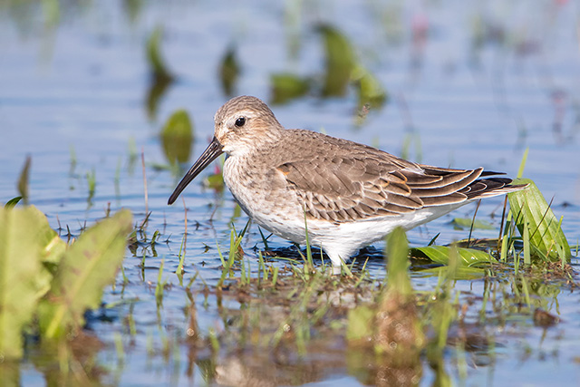 Dunlin