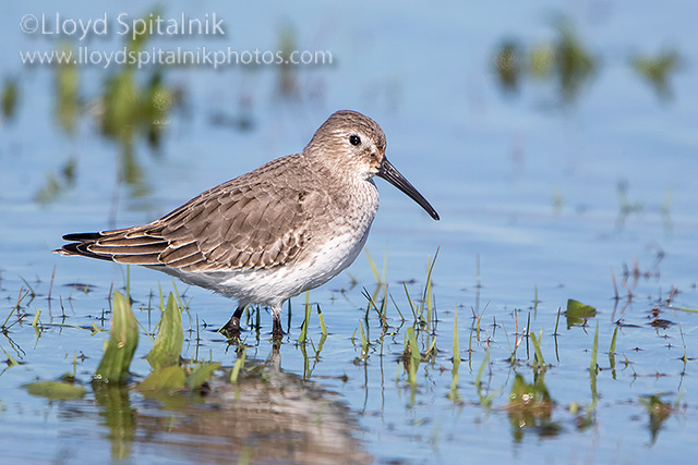 Dunlin