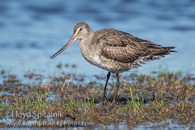 Hudsonian Godwit