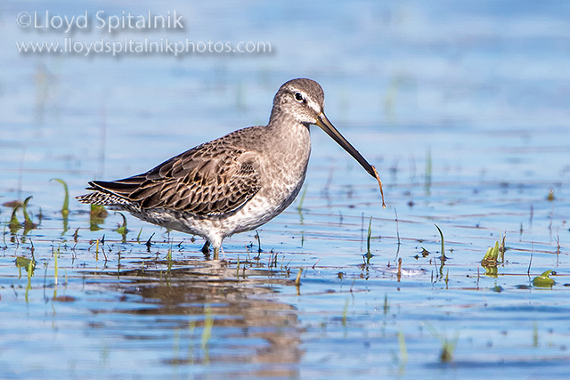Long-billed Dowitcher