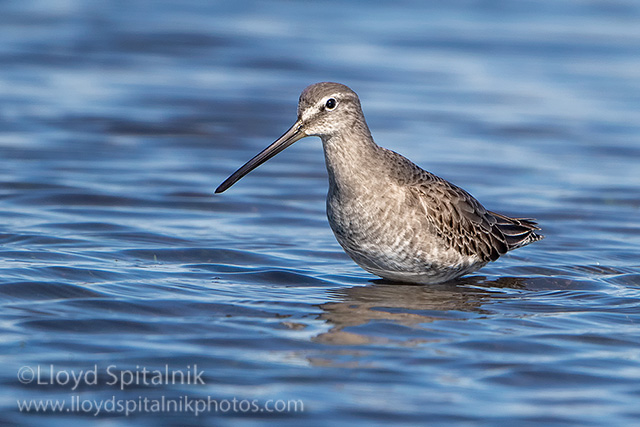 Long-billed Dowitcher