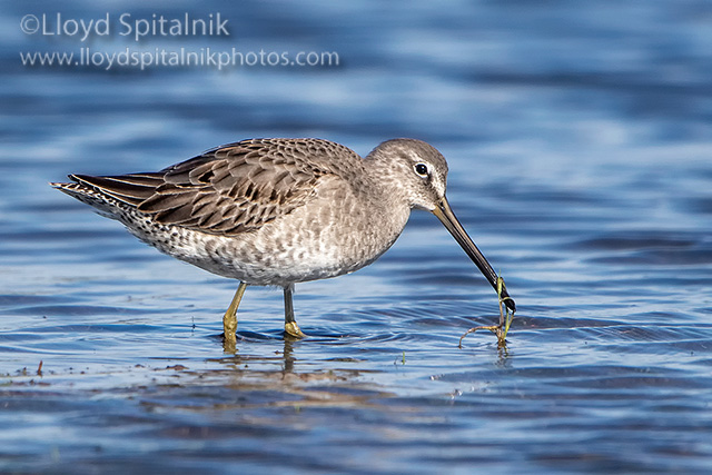 Long-billed Dowitcher