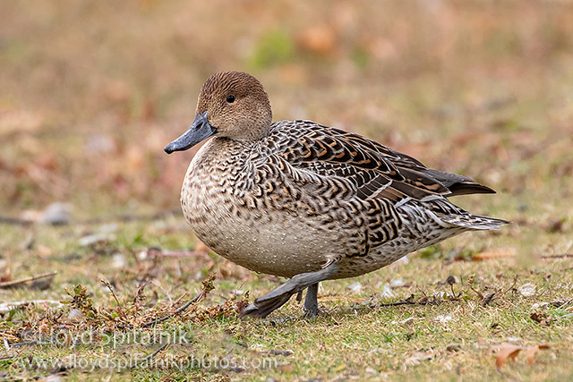 Northern Pintail