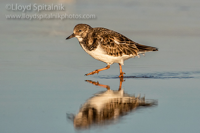 Ruddy Turnstone