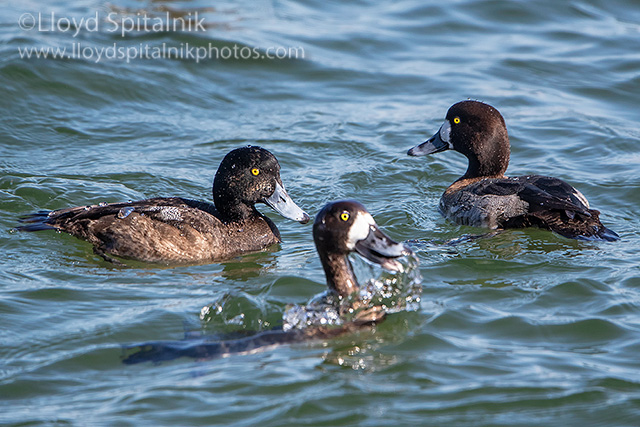Greater Scaup