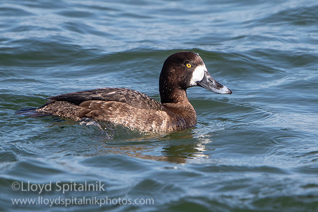 Greater Scaup
