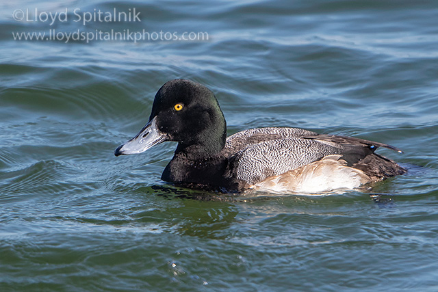 Greater Scaup
