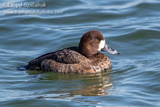 Greater Scaup