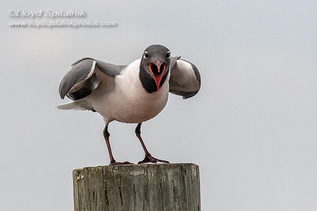Laughing Gull