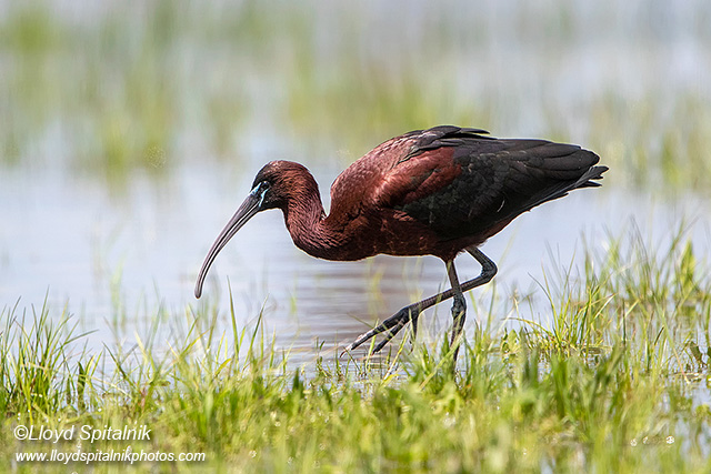 Glossy Ibis