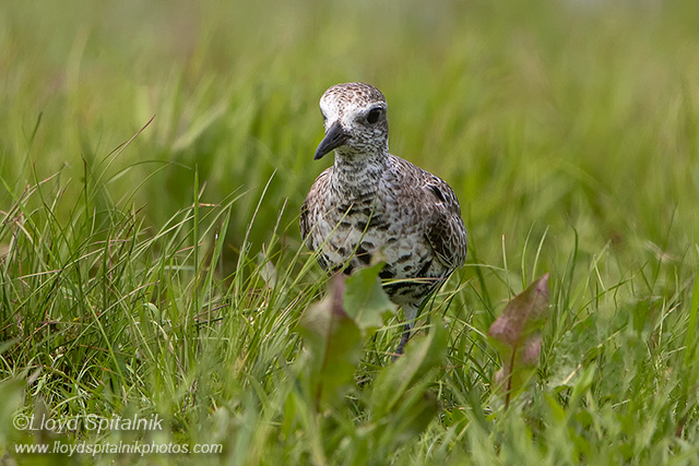 Black-bellied Plover