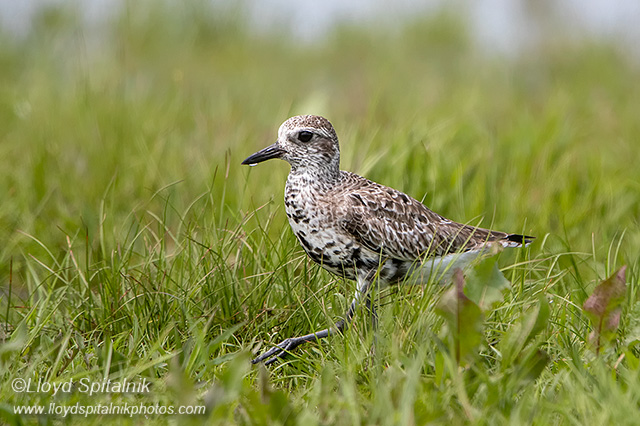 Black-bellied Plover