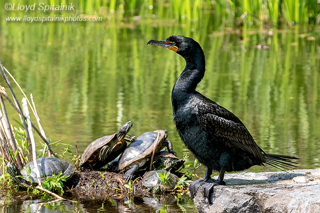 Double-crested Cormorant