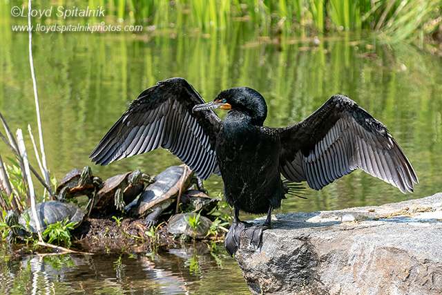 Double-crested Cormorant
