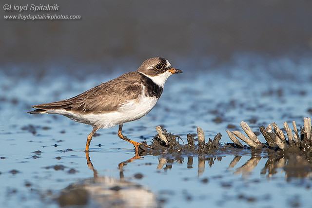 Semipalmated Plover