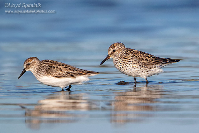 White-rumped Sandpiper