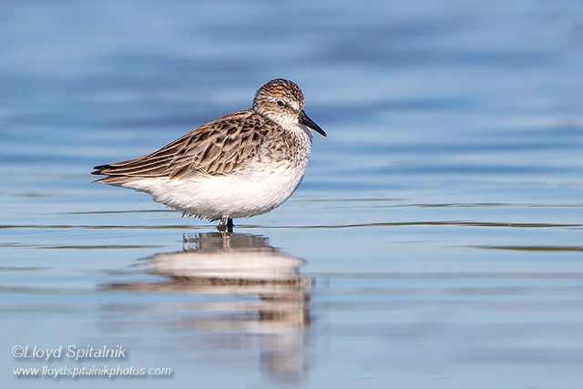 Semipalmated Sandpiper