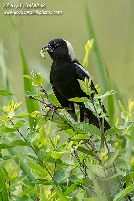 Bobolink
