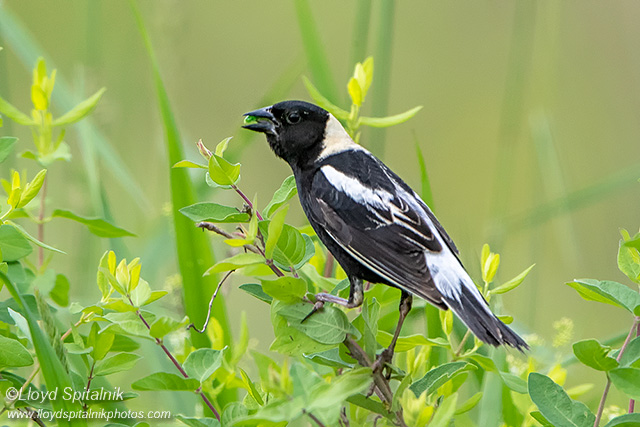 Bobolink